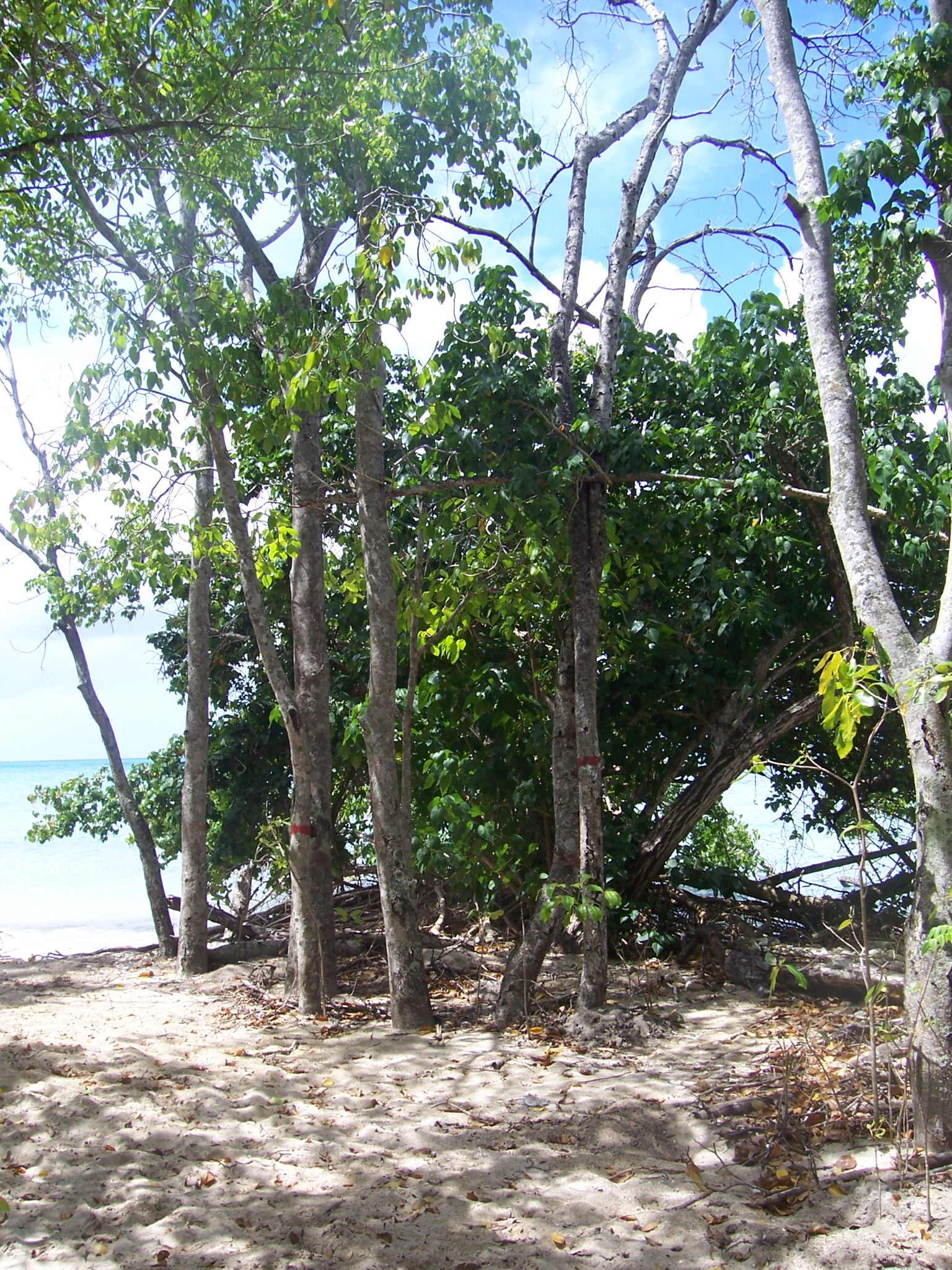 Manchineel deadly tree