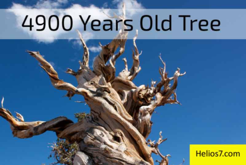 oldest living tree in the world