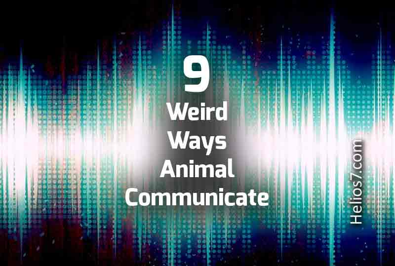 strange communication animals