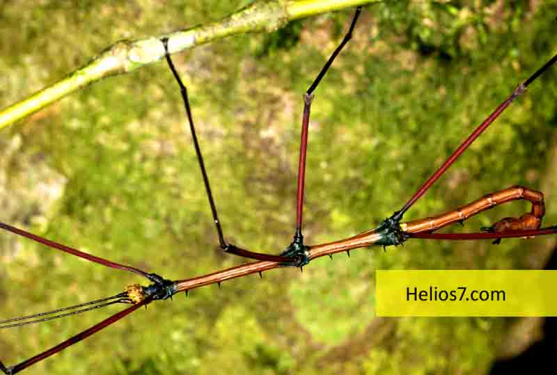 longest-insect