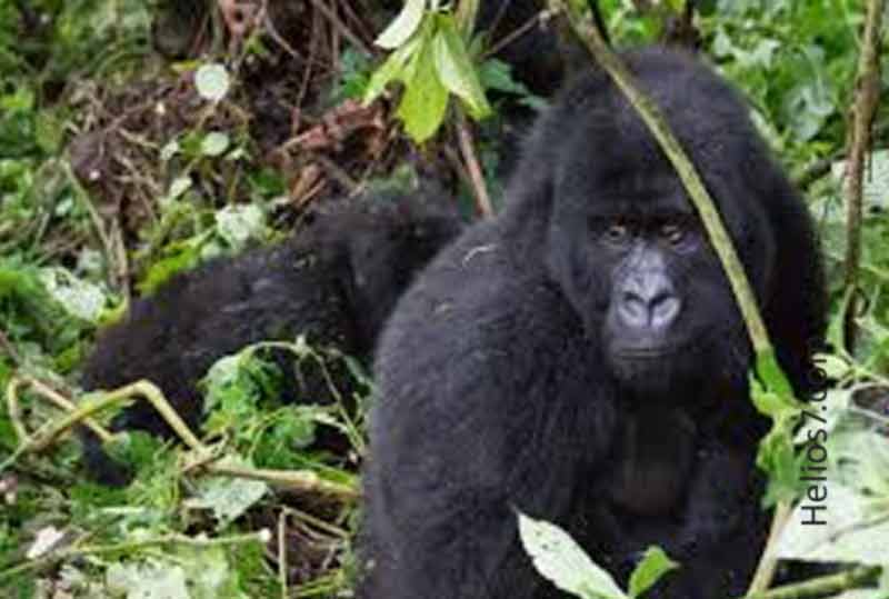 Gorilla Killed after Child Falls into Zoo Habitat