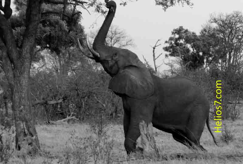 elephants-poaching