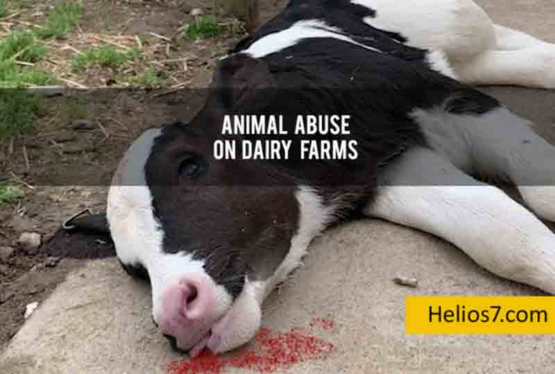 animal-abuse-dairy