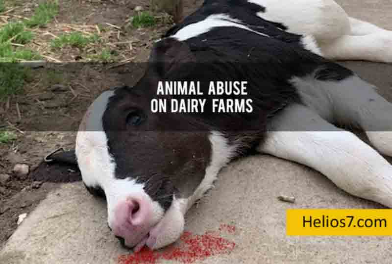 animal abuse