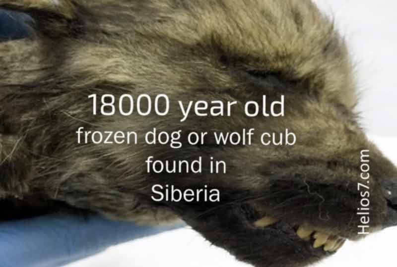 18000 year old puppy