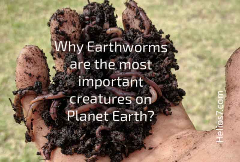 earthworms important