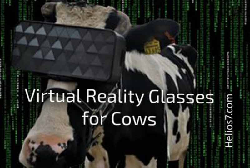 virtual reality glasses for cows