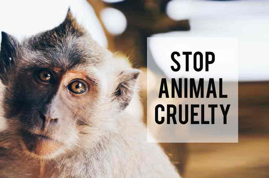 animal-cruelty