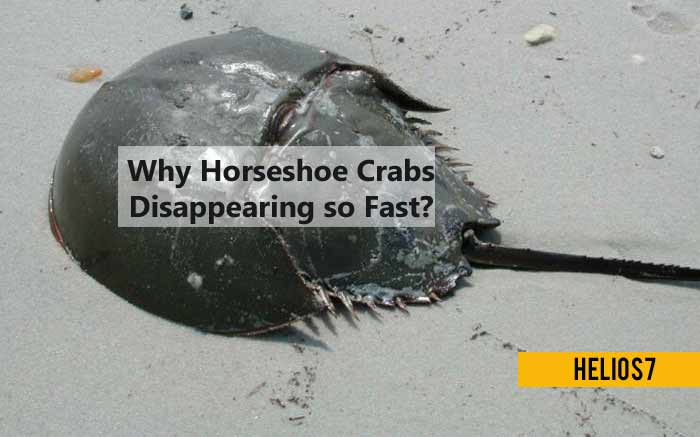 horseshoe crab