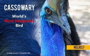 cassowary most dangerous bird