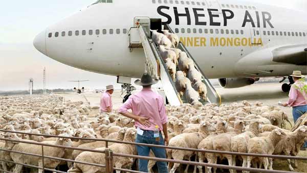 sheep air