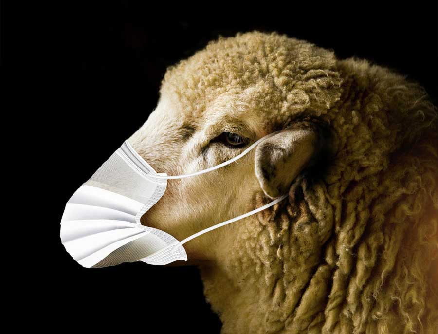 sheep mask