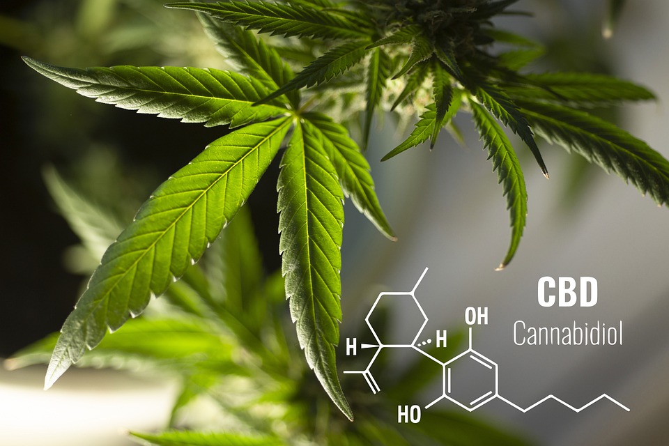 cbd oil cannabis